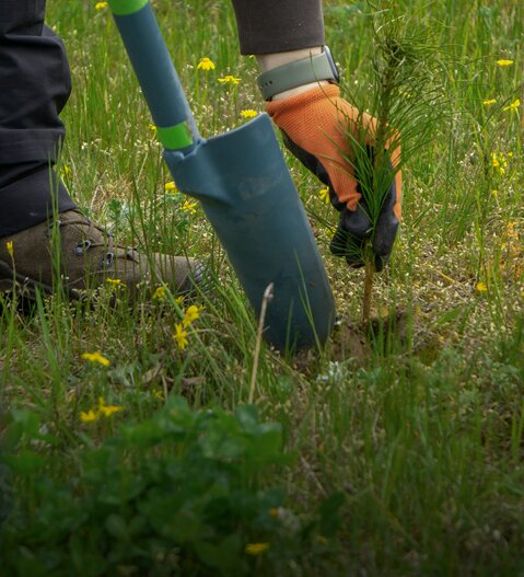 1 order =  1 tree planted